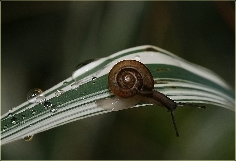 photo "About drops and horns" tags: nature, macro and close-up, insect