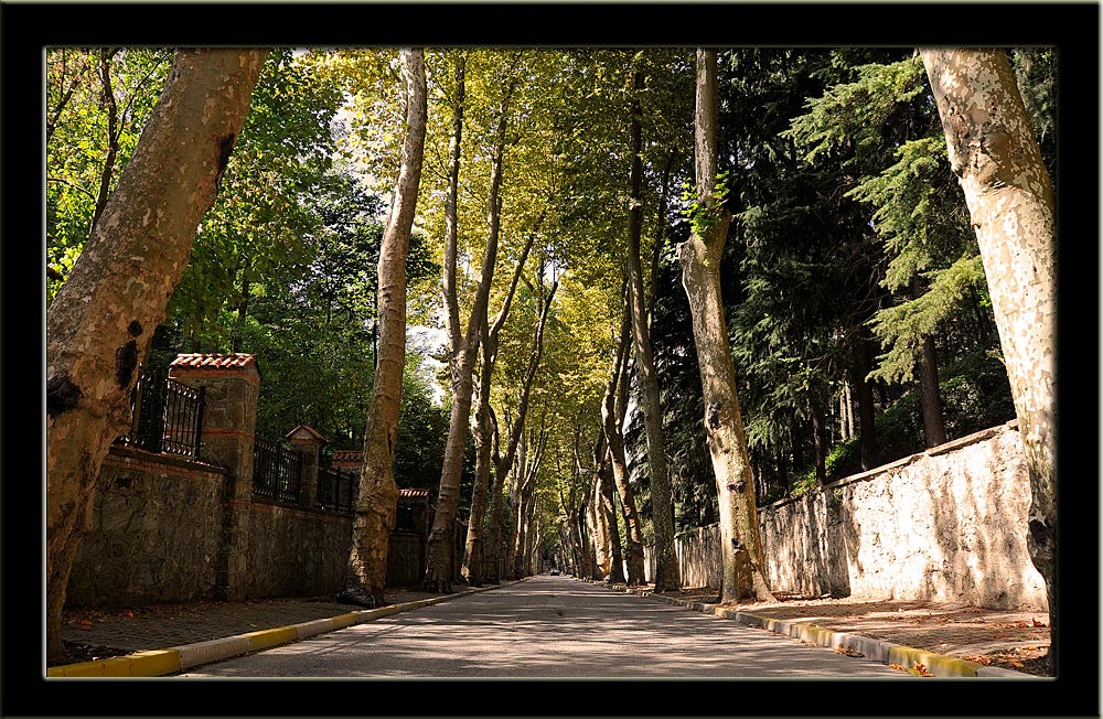 photo "Beykoz yolu" tags: landscape, summer