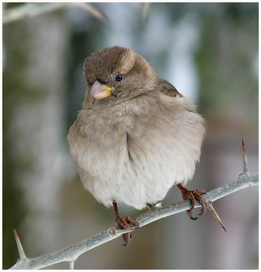 фото "Passer domesticus" метки: природа, дикие животные