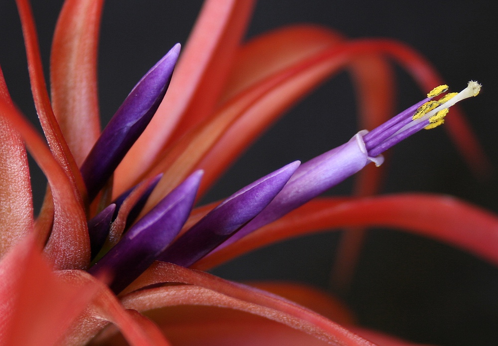 фото "Red&Purple" метки: природа, макро и крупный план, цветы