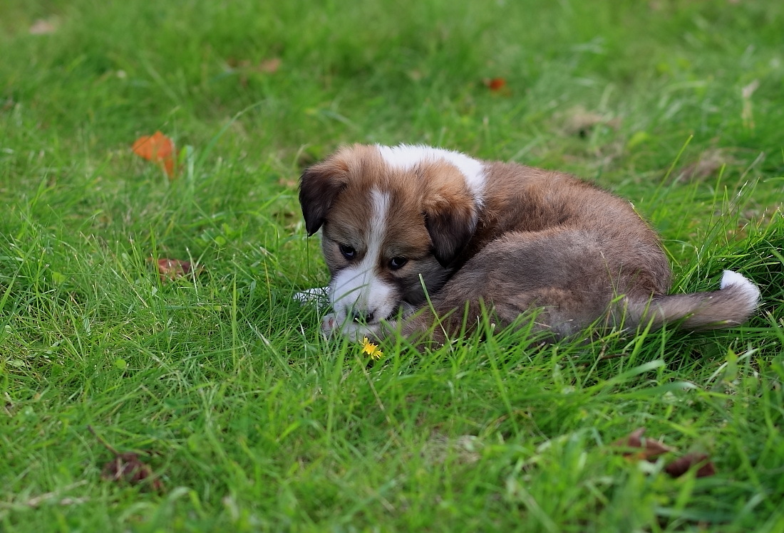 photo "About a puppy" tags: nature, pets/farm animals