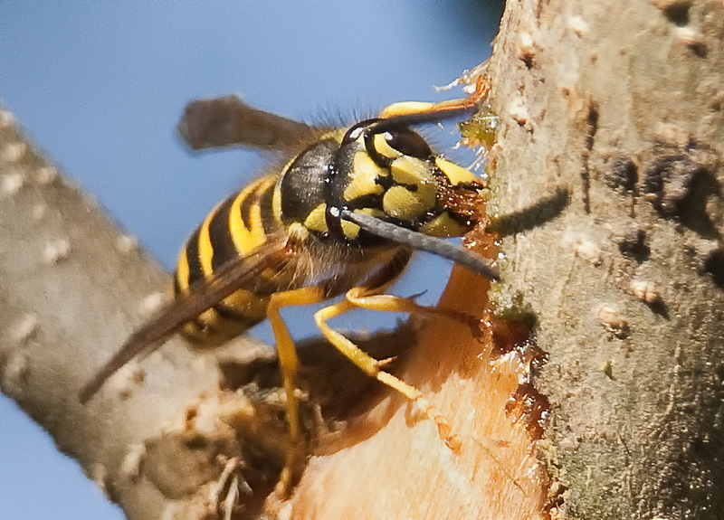 photo "Bark stripping yellowjacket" tags: nature, macro and close-up, insect