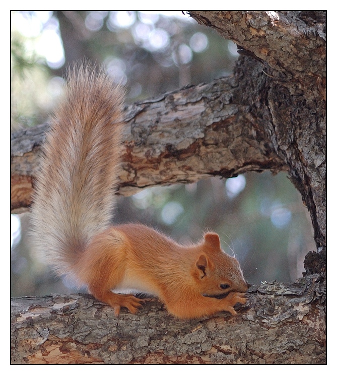 photo "Stock up" tags: nature, wild animals