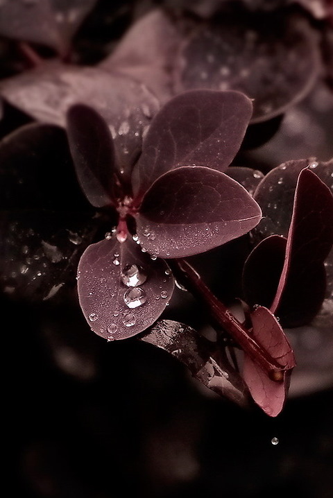 фото "Слёзы осени" метки: природа, цветы