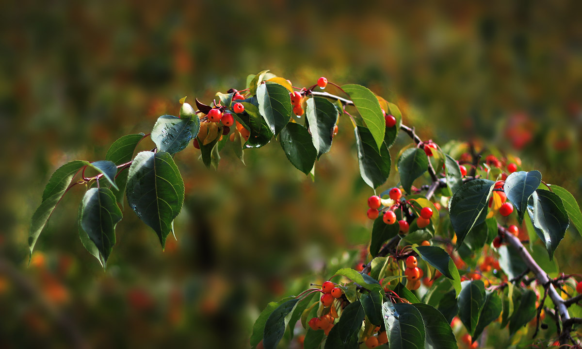 photo "wild apples" tags: nature, flowers