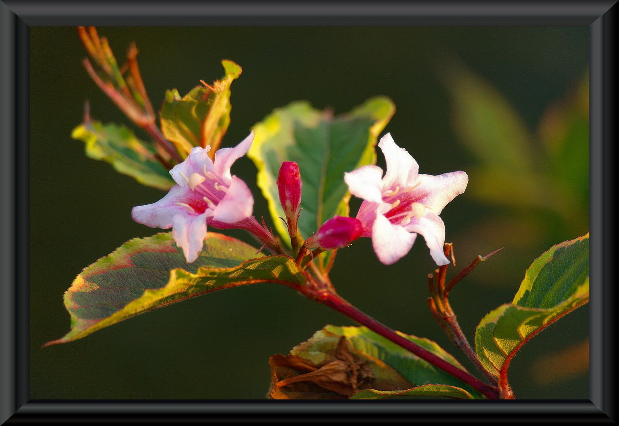 photo "October's last buds" tags: nature, flowers