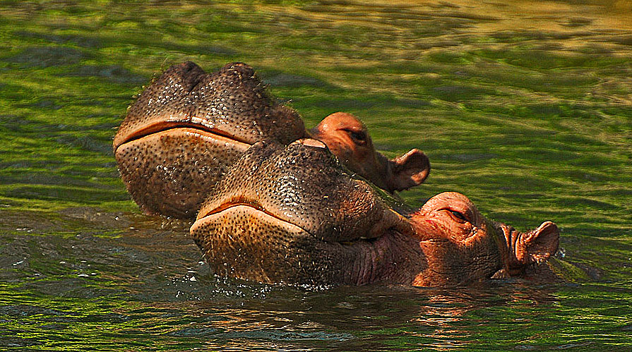 фото "love is in the air....." метки: природа, домашние животные