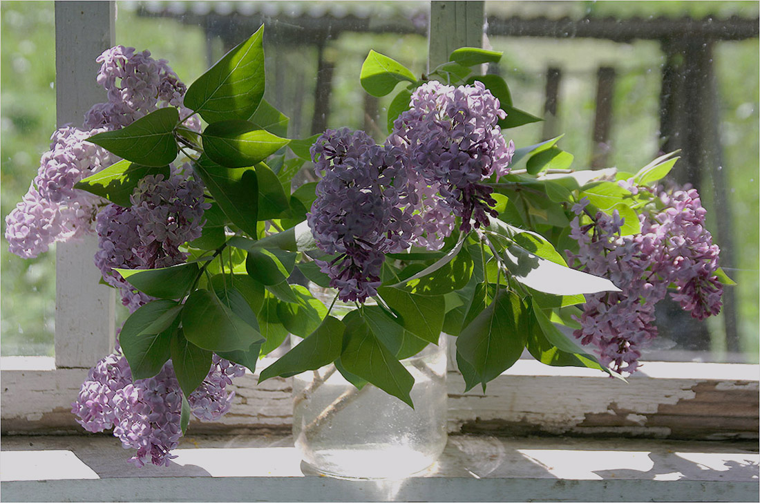 photo "The Lilacs on the old window" tags: still life, nature, flowers