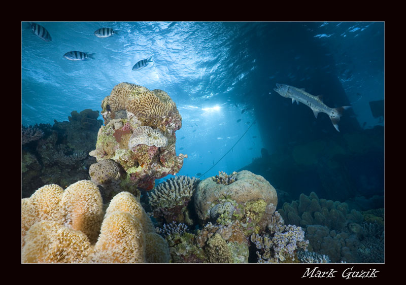 photo "Great barracuda" tags: , 