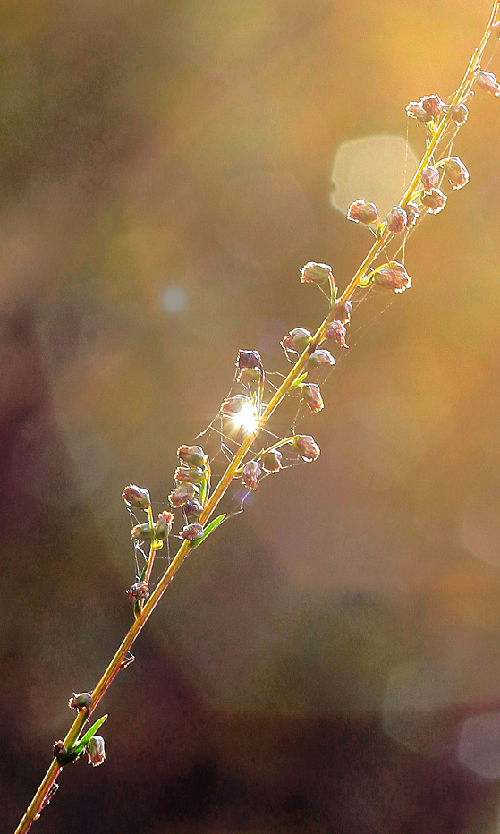 photo "***" tags: macro and close-up, 