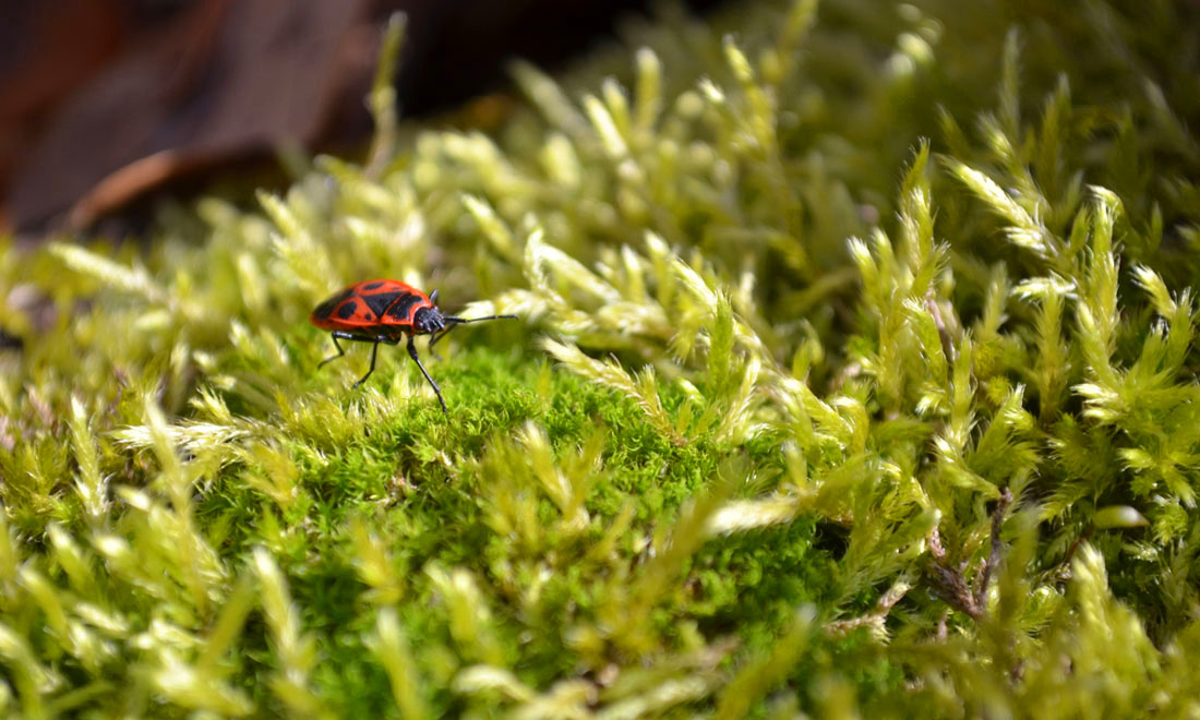 фото "Red soldier" метки: природа, макро и крупный план, насекомое