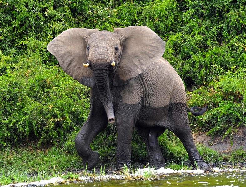 photo "***" tags: nature, wild animals
