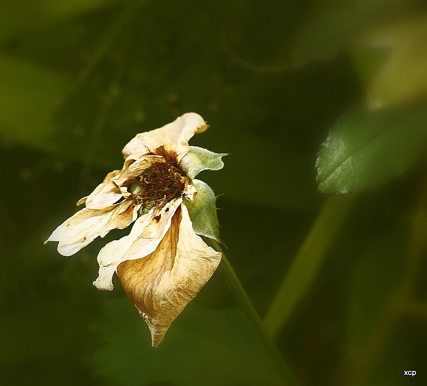 photo "***" tags: nature, landscape, autumn, flowers