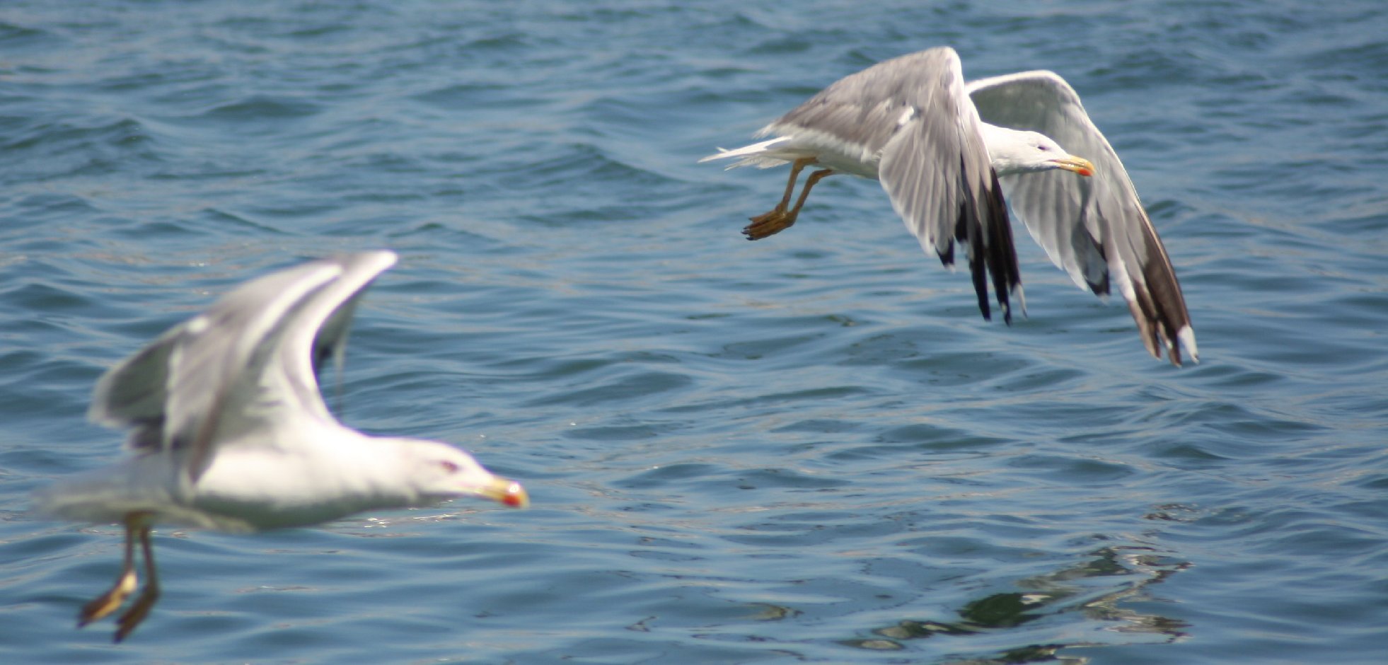 фото "on the water" метки: пейзаж, вода