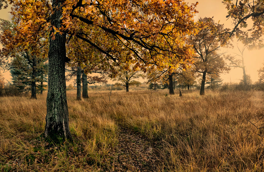 photo "***" tags: landscape, autumn, forest