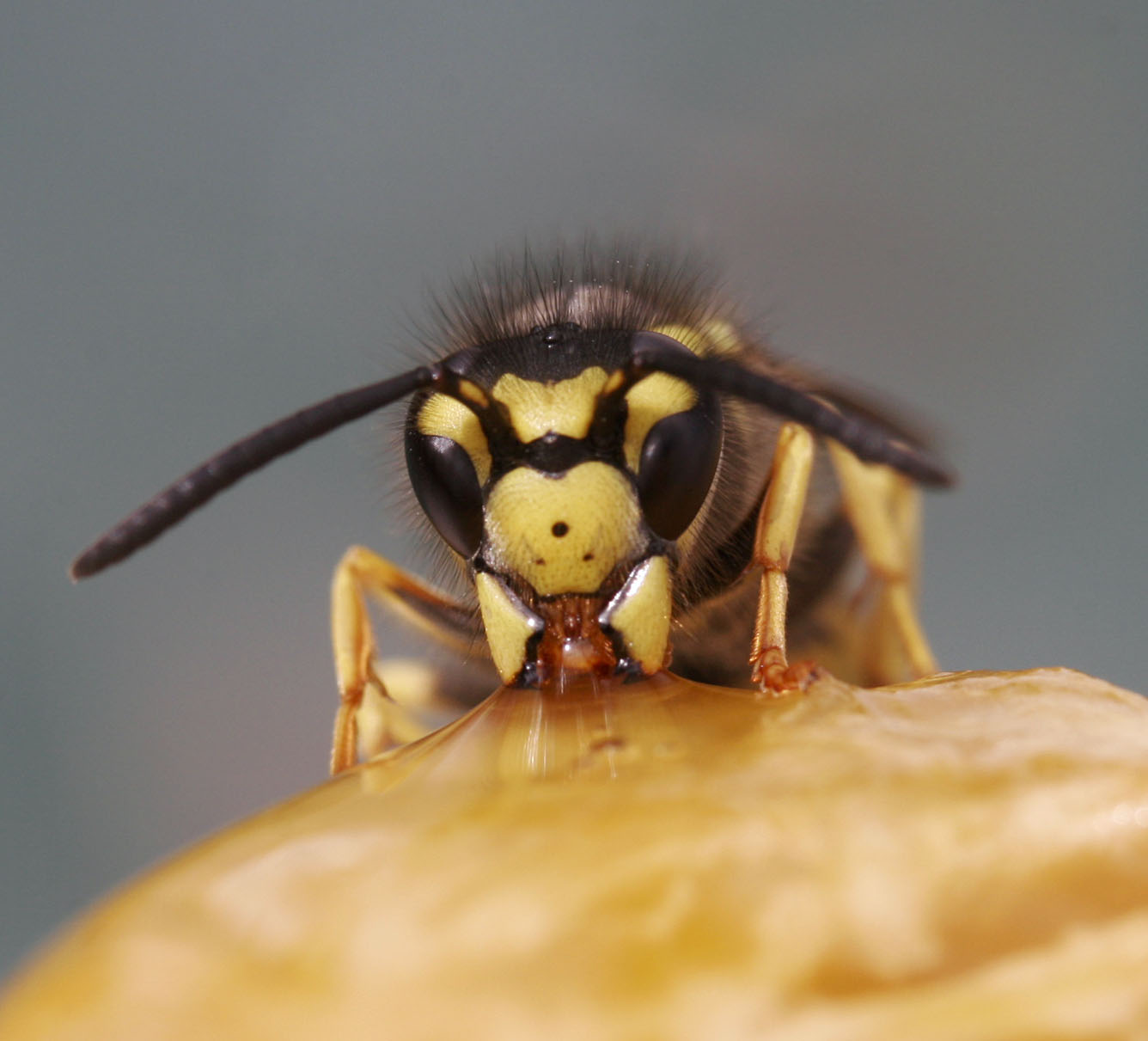 photo "***" tags: nature, insect