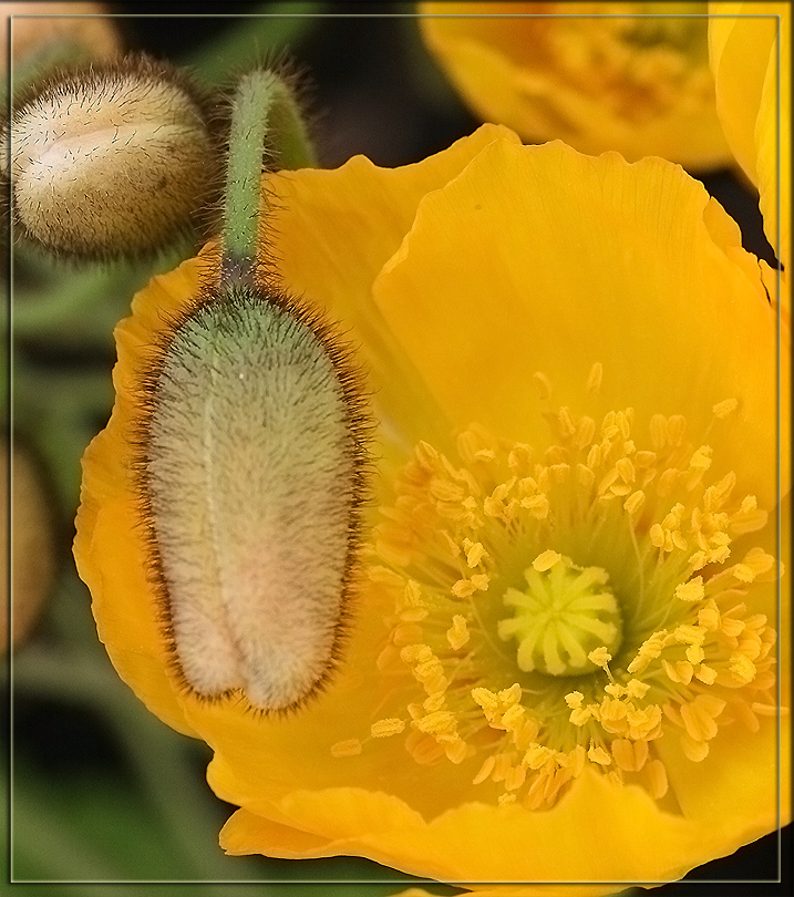 photo "***" tags: nature, macro and close-up, flowers