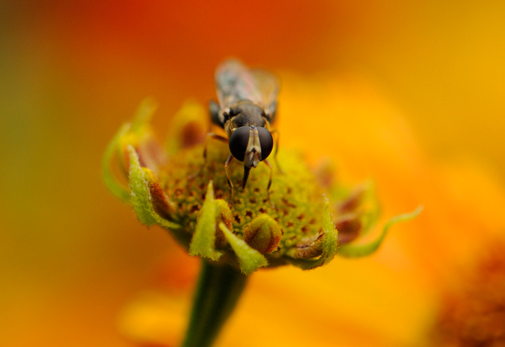 фото "муха" метки: макро и крупный план, природа, насекомое