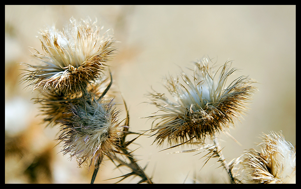 photo "***" tags: macro and close-up, 