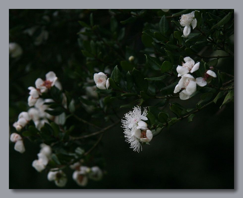 фото "Myoporum parvifolium" метки: природа, цветы