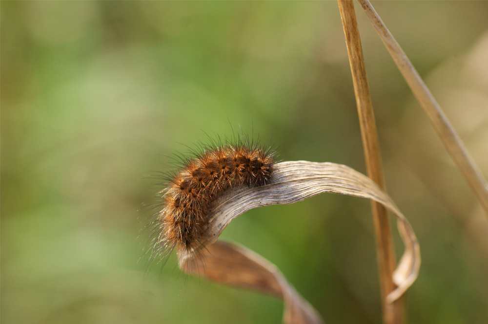 photo "***" tags: nature, insect