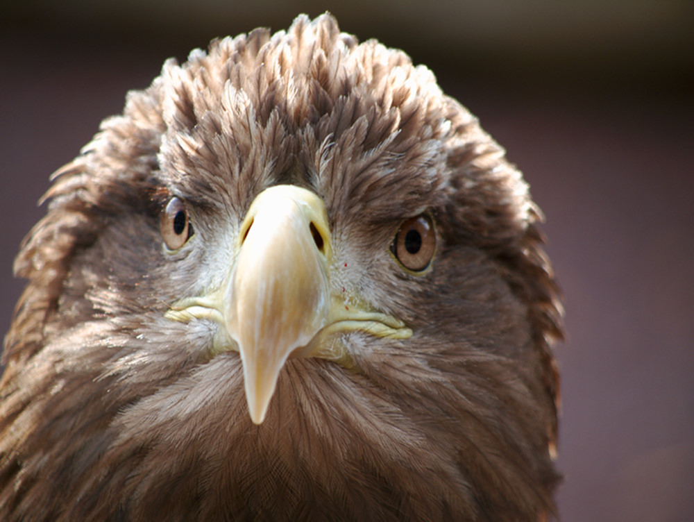 photo "Sea Eagle" tags: nature, wild animals