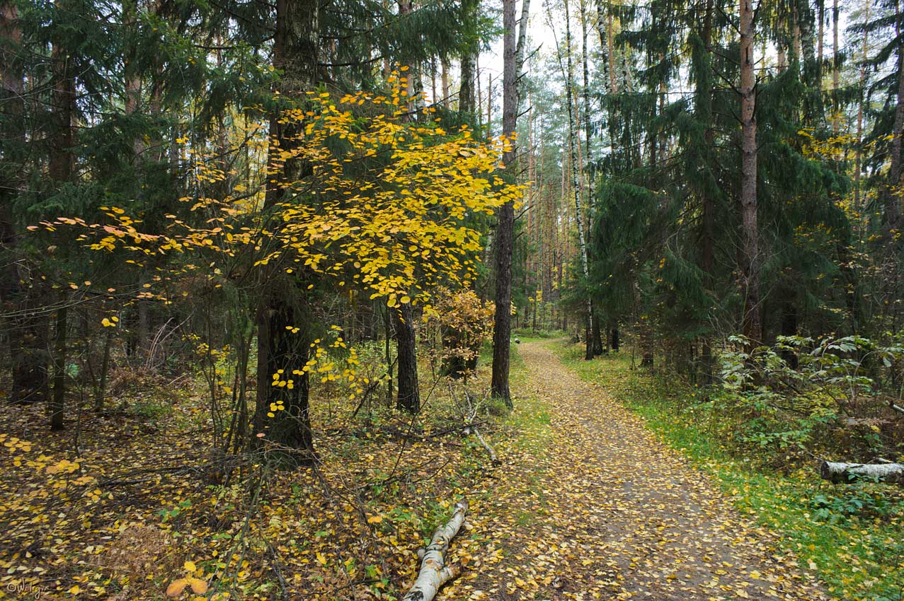 photo "Bright colors sad forests." tags: landscape, autumn, forest