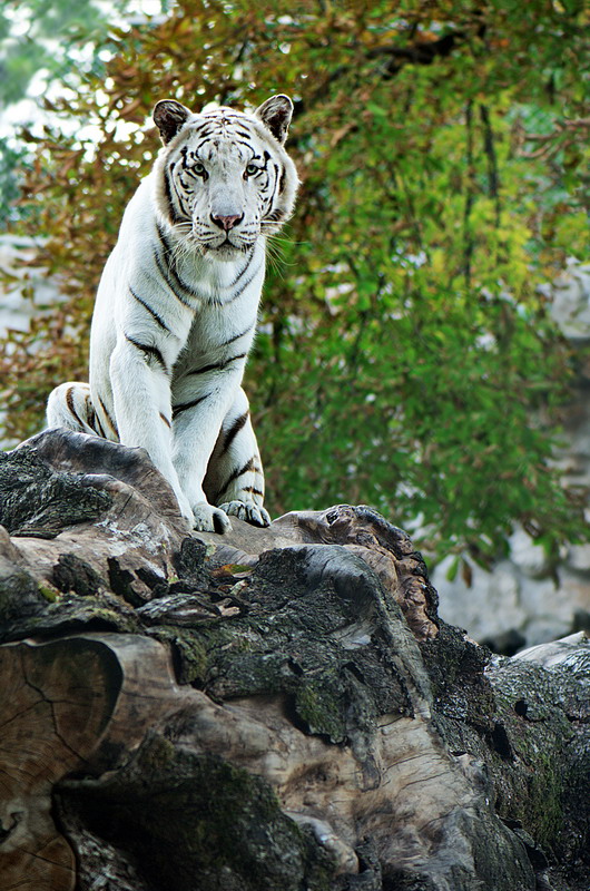 фото "The Land of White Tigers" метки: природа, дикие животные
