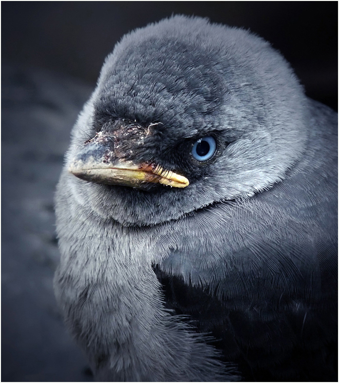 photo "***" tags: nature, wild animals