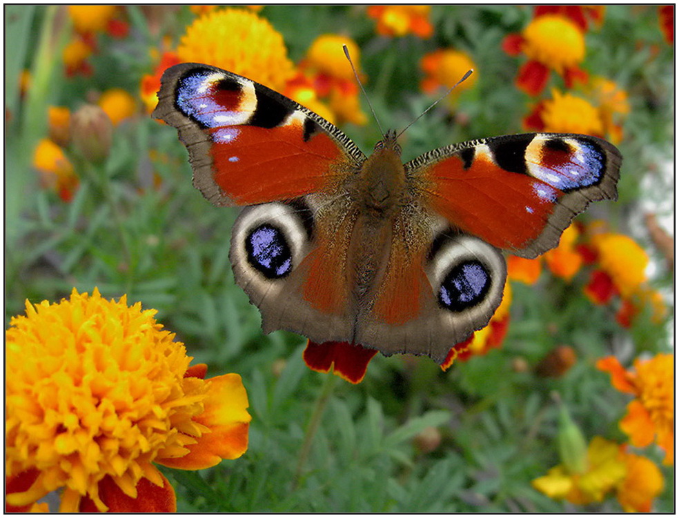 photo "***" tags: nature, insect