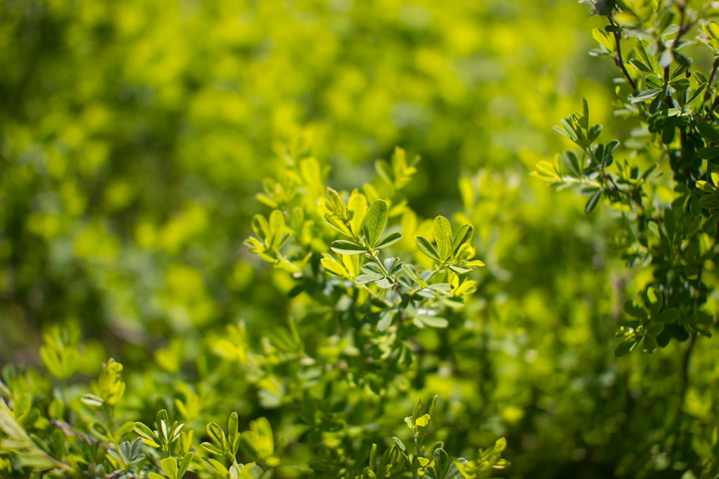 photo "Green" tags: fragment, nature, flowers