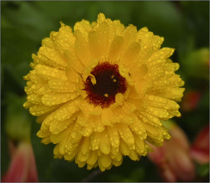 photo "***" tags: nature, macro and close-up, flowers