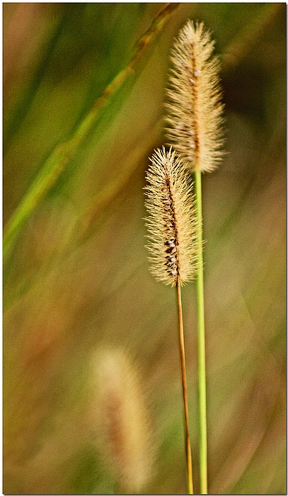 photo "Grasses" tags: nature, still life, flowers