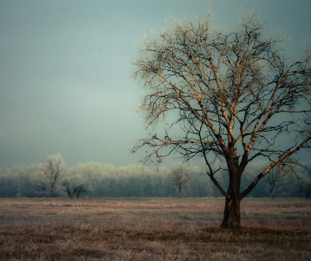 фото "hoary dawn" метки: пейзаж, зима