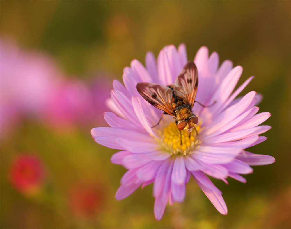 photo "***" tags: nature, macro and close-up, insect