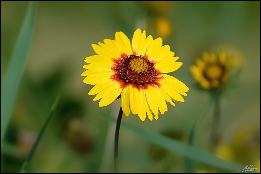 photo "***" tags: nature, flowers