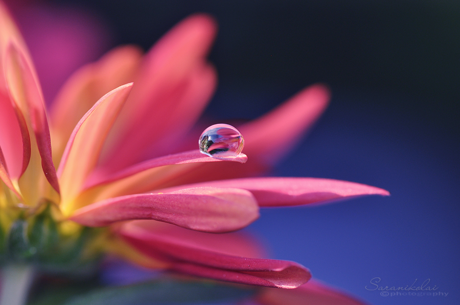 фото "Waterdrop" метки: макро и крупный план, 