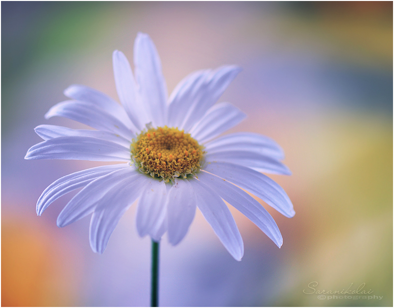 photo "***" tags: macro and close-up, 