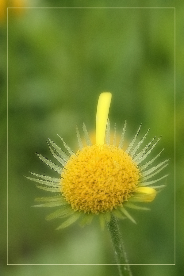 photo "One..." tags: nature, macro and close-up, flowers