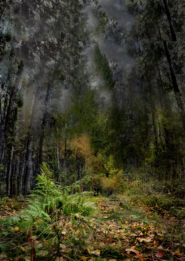 photo "***" tags: landscape, autumn, forest