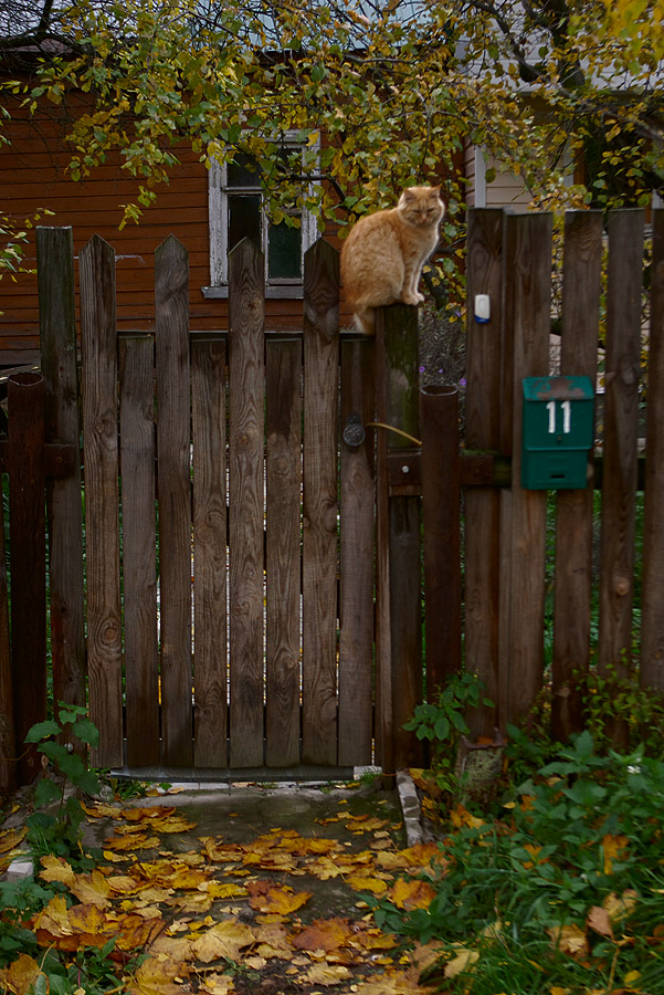 фото "Кот цвета осени." метки: жанр, 