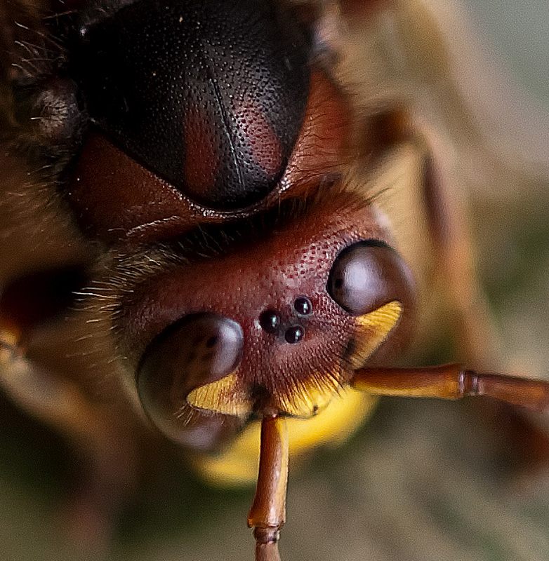 photo "Hornets have five eyes" tags: nature, macro and close-up, insect