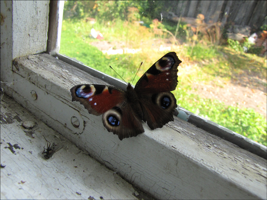 photo "***" tags: nature, insect