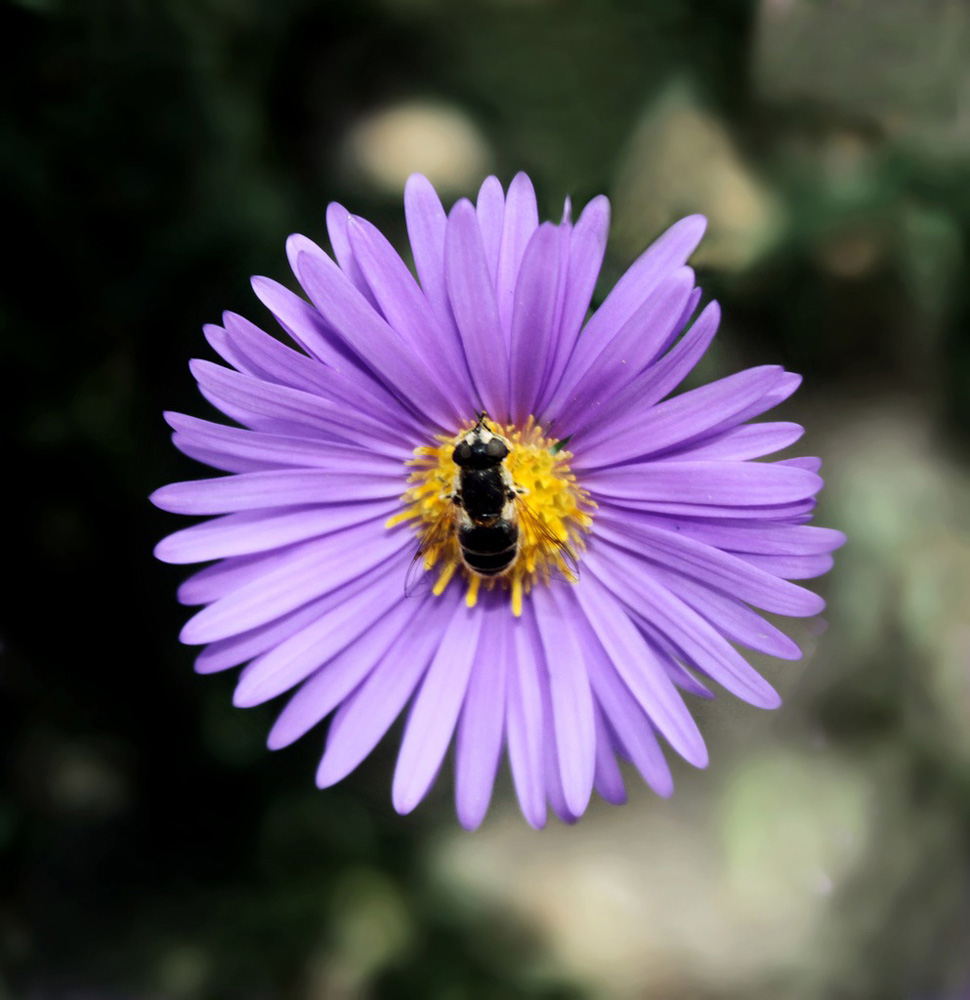 photo "***" tags: nature, flowers, insect