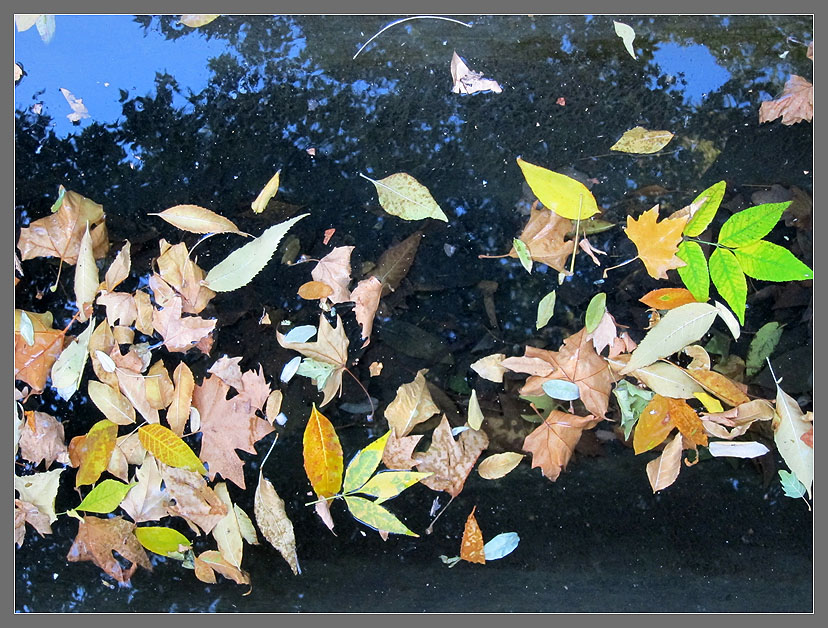 фото "Осенние воды" метки: пейзаж, вода, осень