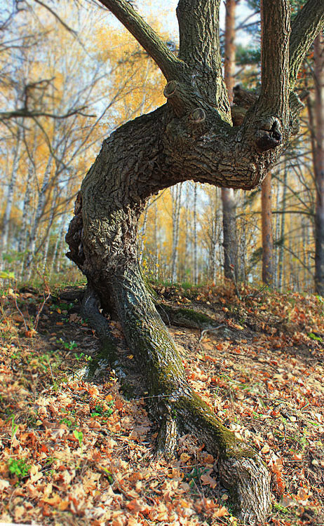 photo "Lovely oak monsters-2." tags: landscape, genre, forest