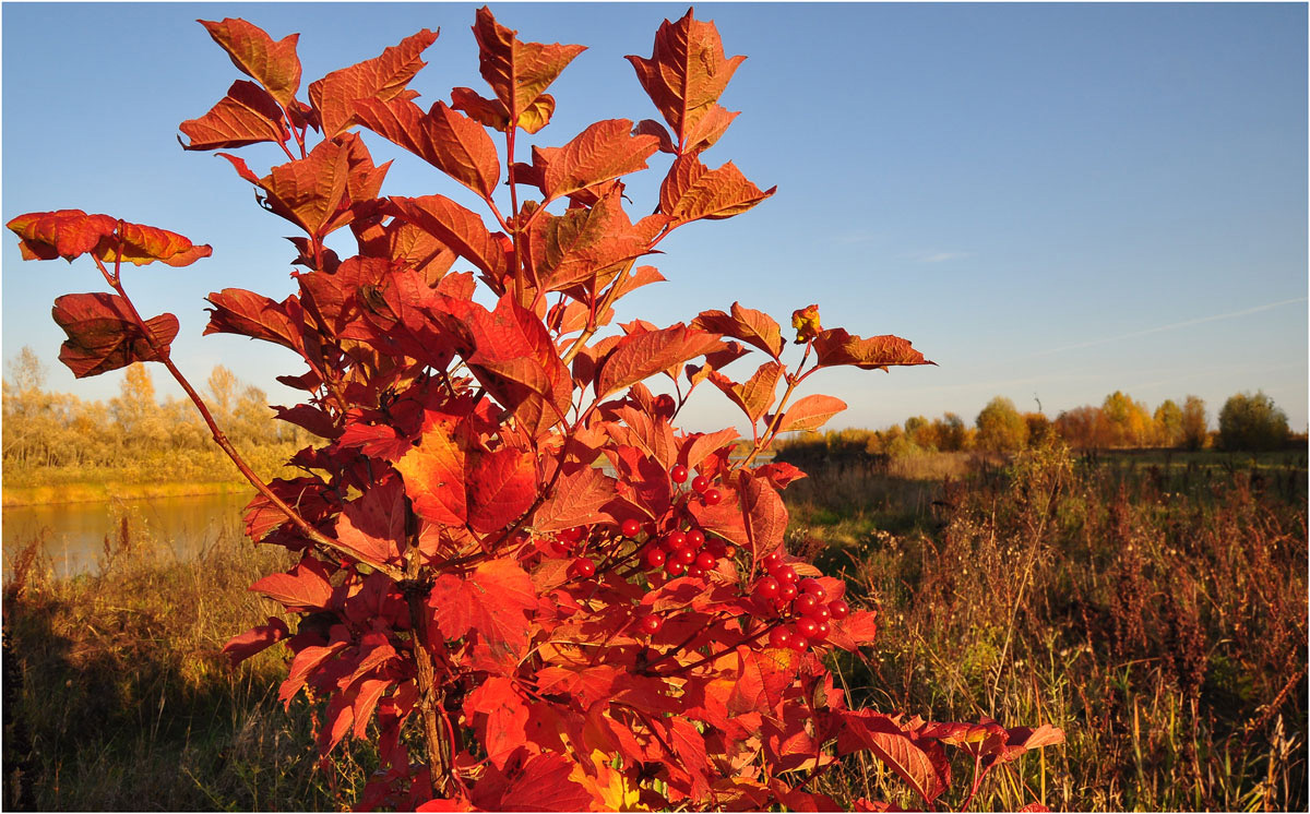 photo "***" tags: nature, landscape, autumn, flowers