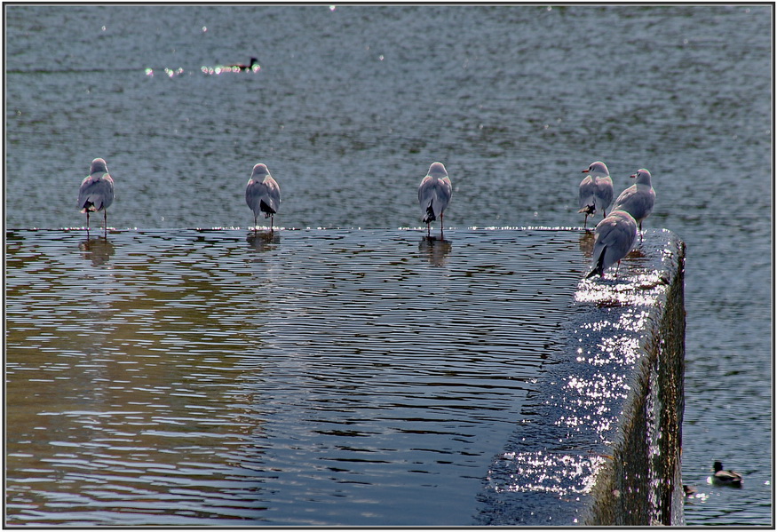 photo "***" tags: landscape, water