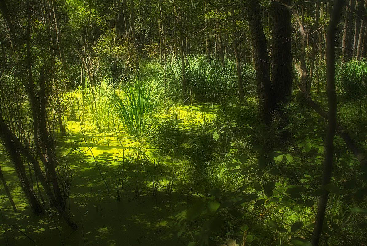 фото "Чащоба" метки: пейзаж, лес