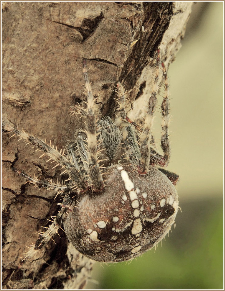 photo "***" tags: nature, macro and close-up, insect